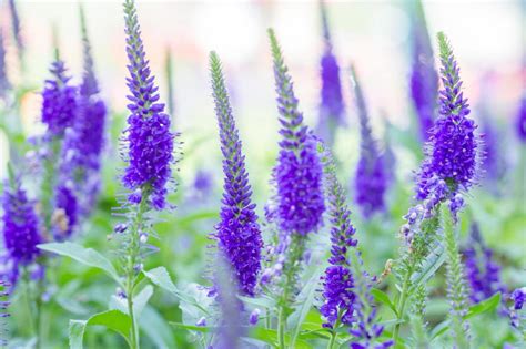 多年生草花種類|植えっぱなしで毎年花咲く「宿根草（多年草）」おす。